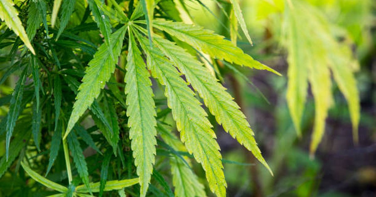 Police to stop searching people because they smell cannabis