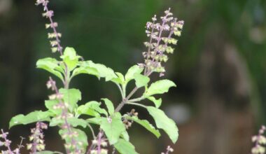 Tulsi leaf juice helps treat goat mastitis