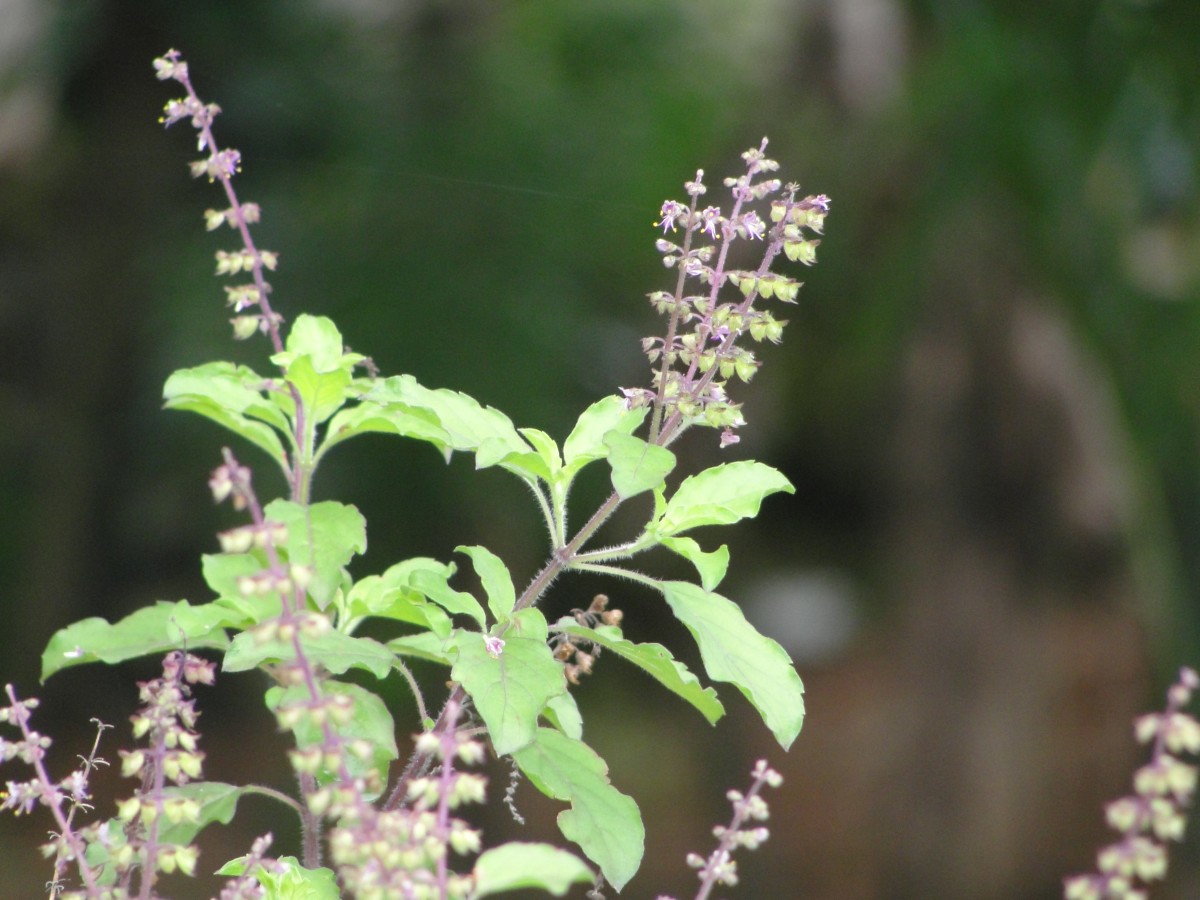 Tulsi leaf juice helps treat goat mastitis