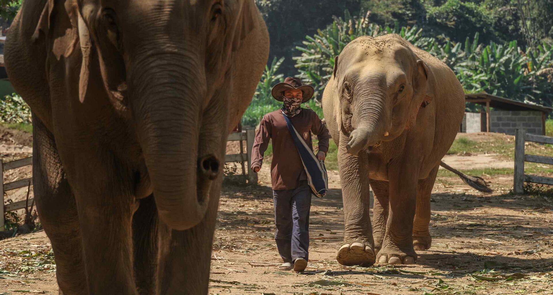 Thais rally around elephants as officials prepare for pandas