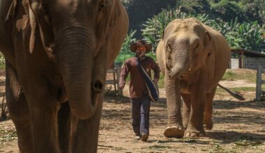 Thais rally around elephants as officials prepare for pandas