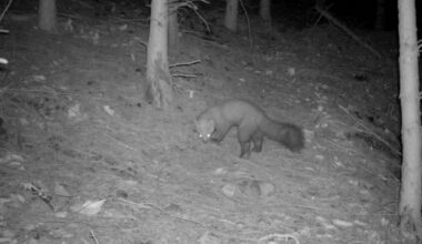 Pine marten on a trail camera