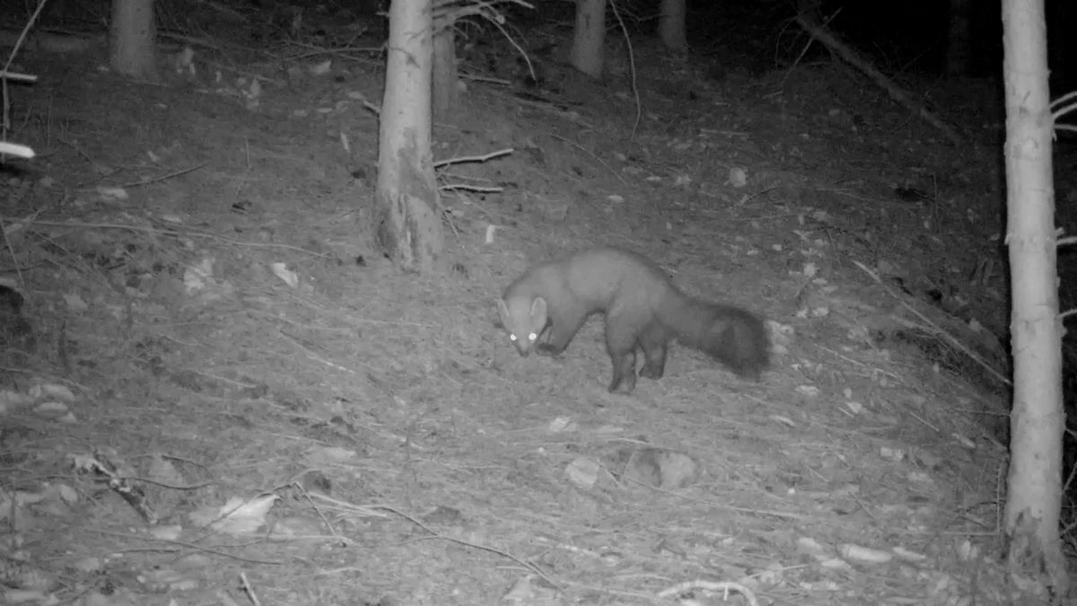 Pine marten on a trail camera