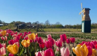 Charming farm with tulip picking field and cosy tearooms