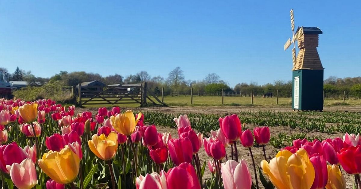 Charming farm with tulip picking field and cosy tearooms
