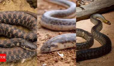 10 snakes that burrow underground from sand boas to black headed pythons |
