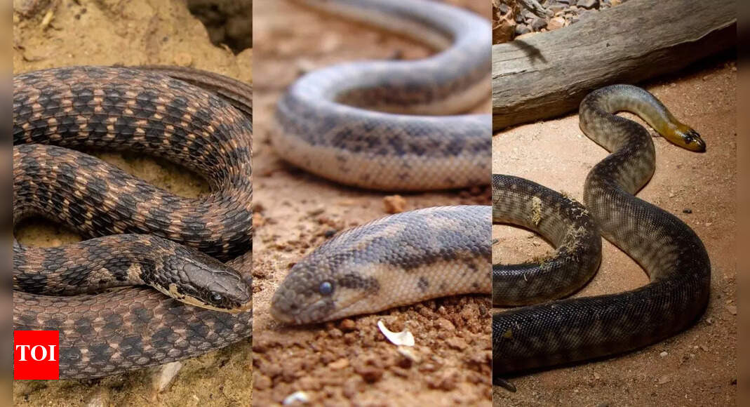 10 snakes that burrow underground from sand boas to black headed pythons |