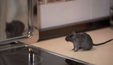 Keep rats away from your home with 24p solution to overflowing bins