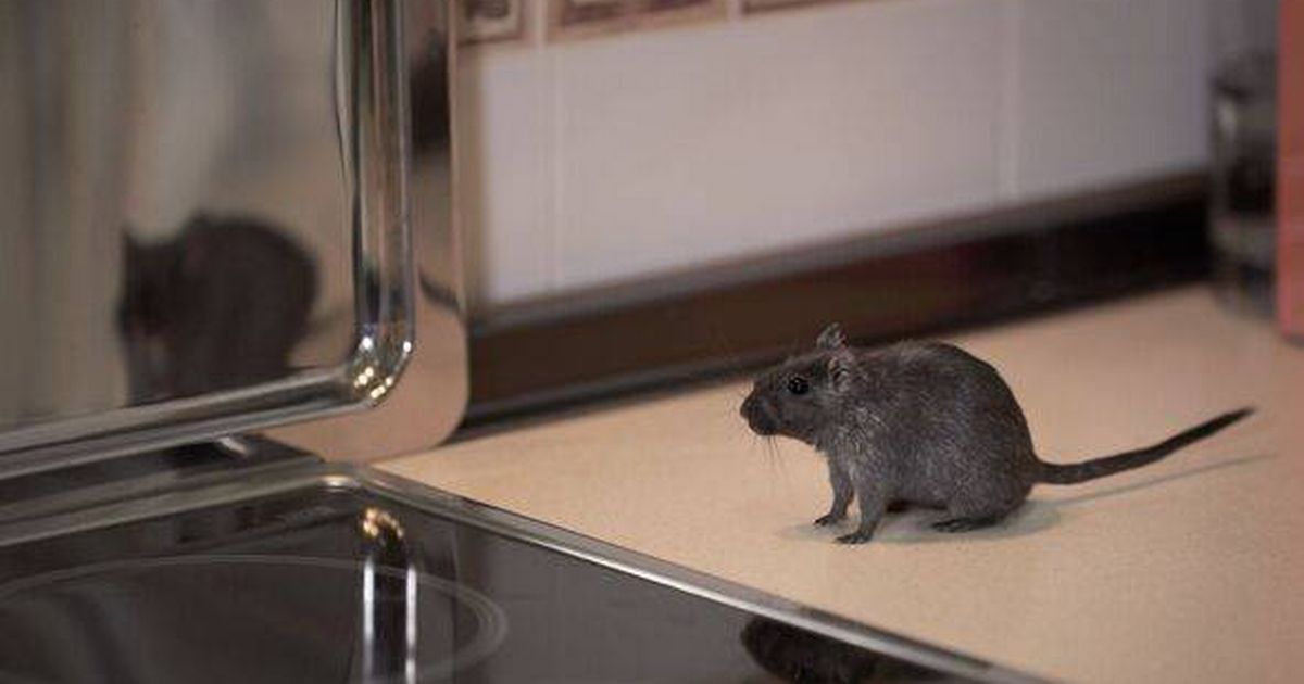 Keep rats away from your home with 24p solution to overflowing bins