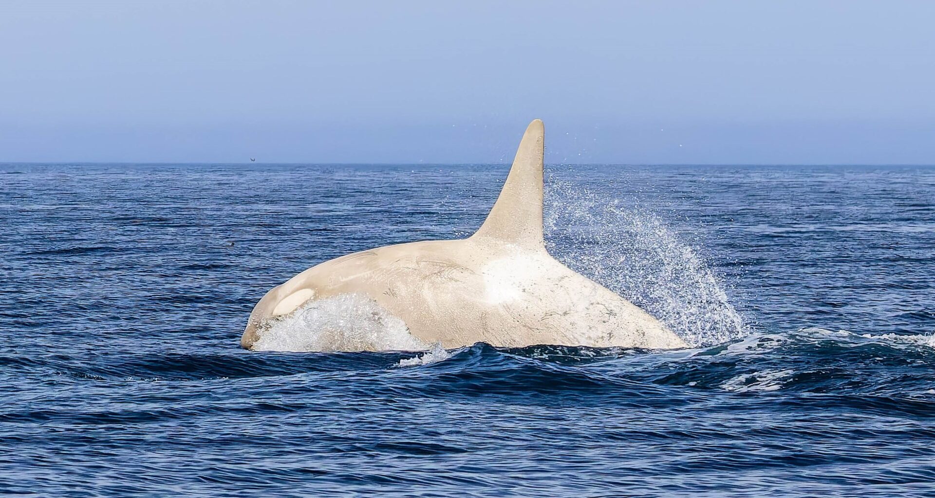 Watch rare vid of ‘glowing’ albino killer whale as elusive real-life Moby Dick breaches waves leaving orca fan ‘shaking’