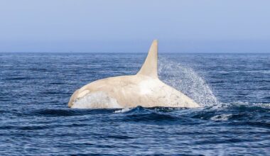 Watch rare vid of ‘glowing’ albino killer whale as elusive real-life Moby Dick breaches waves leaving orca fan ‘shaking’