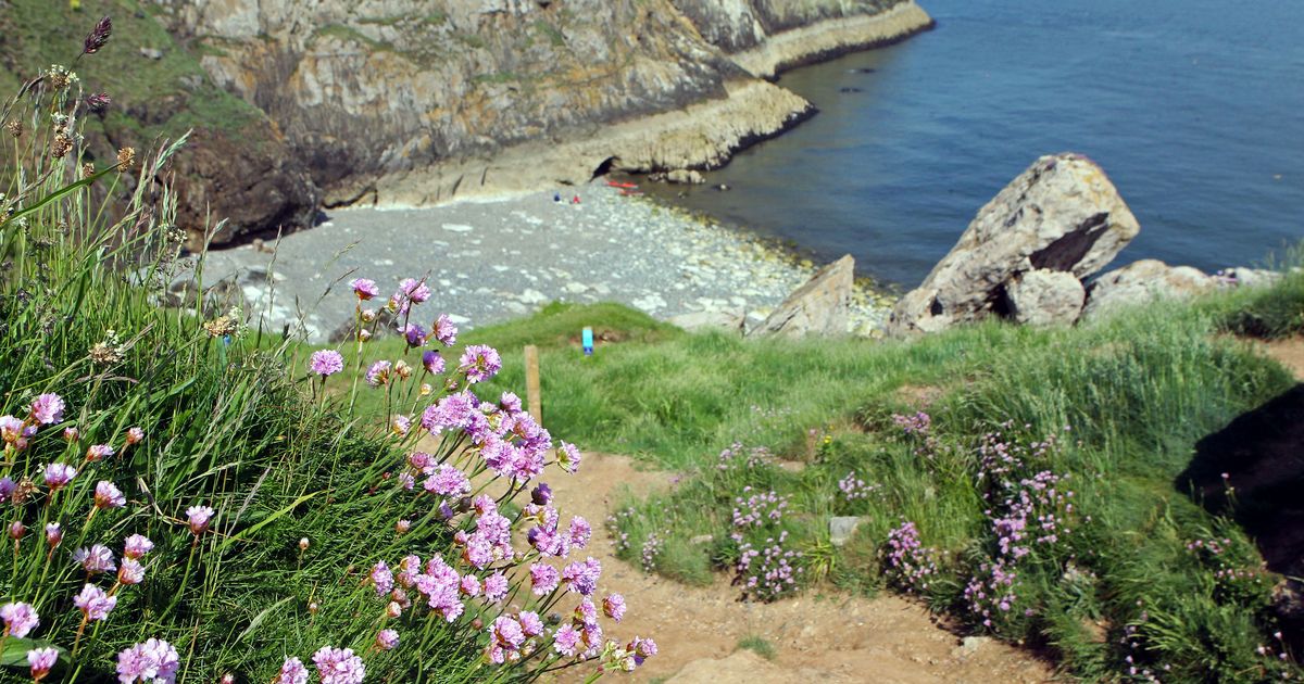 The tiny North Wales beach where you can spot seals all year round