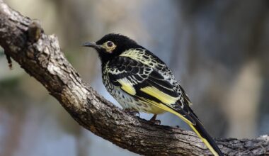 Genomic Erosion Is Threatening The Genetic Health Of Endangered Species