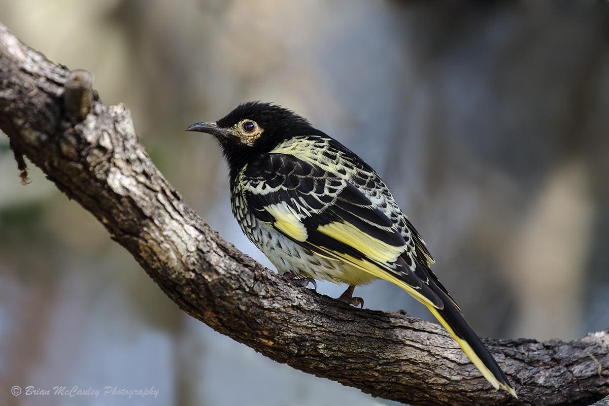Genomic Erosion Is Threatening The Genetic Health Of Endangered Species