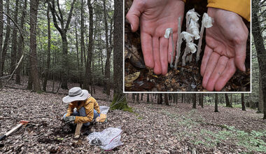 Use of traditional forest medicinal plant ghost pipe influenced by social media