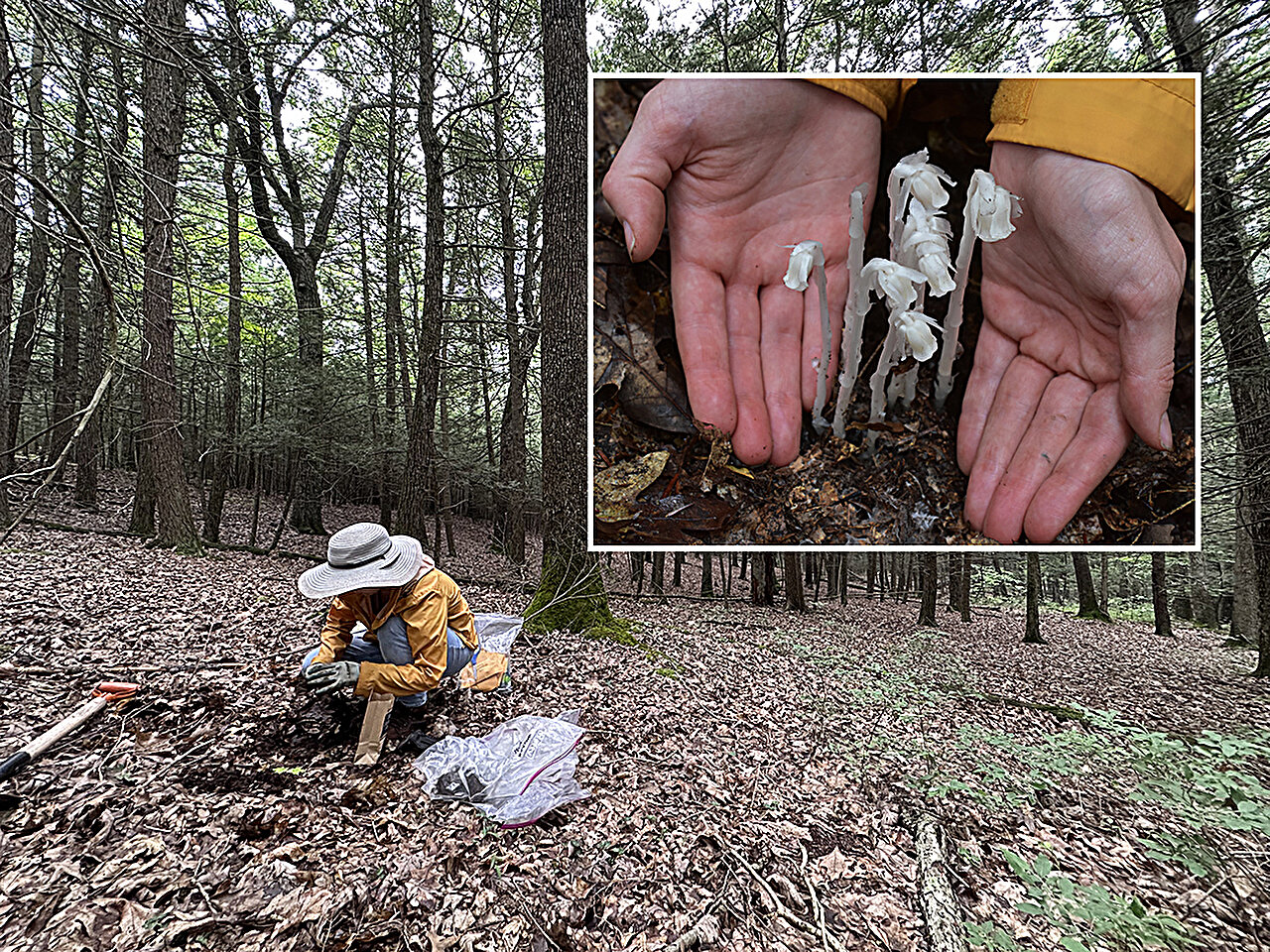 Use of traditional forest medicinal plant ghost pipe influenced by social media
