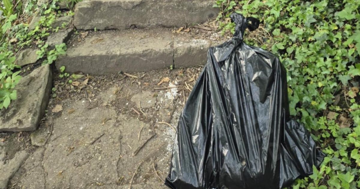 'Horrific' discovery of pregnant cat dumped alive in bin bag
