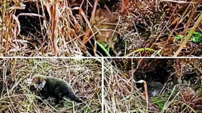 MP: 5 more cheetah cubs born at Kuno, tourism zooms