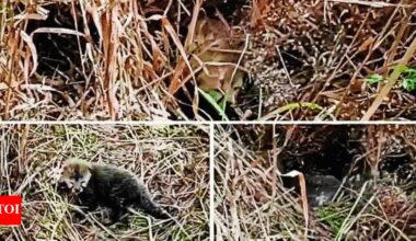 MP: 5 more cheetah cubs born at Kuno, tourism zooms | India News