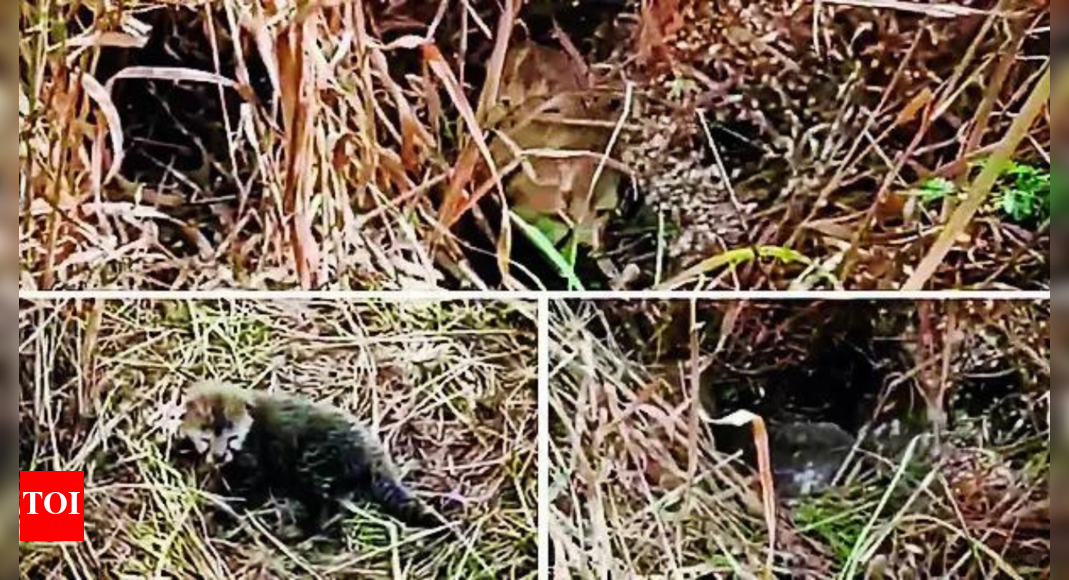 MP: 5 more cheetah cubs born at Kuno, tourism zooms | India News