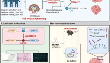 How human genetics and intratumoral microbiota affect colorectal cancer