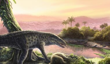 Giant croc-like carnivore fossils found in the Caribbean