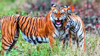 Tigress survives years with snare knotted around stomach, raises healthy cubs