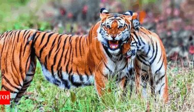 Tigress survives years with snare knotted around stomach, raises healthy cubs | India News