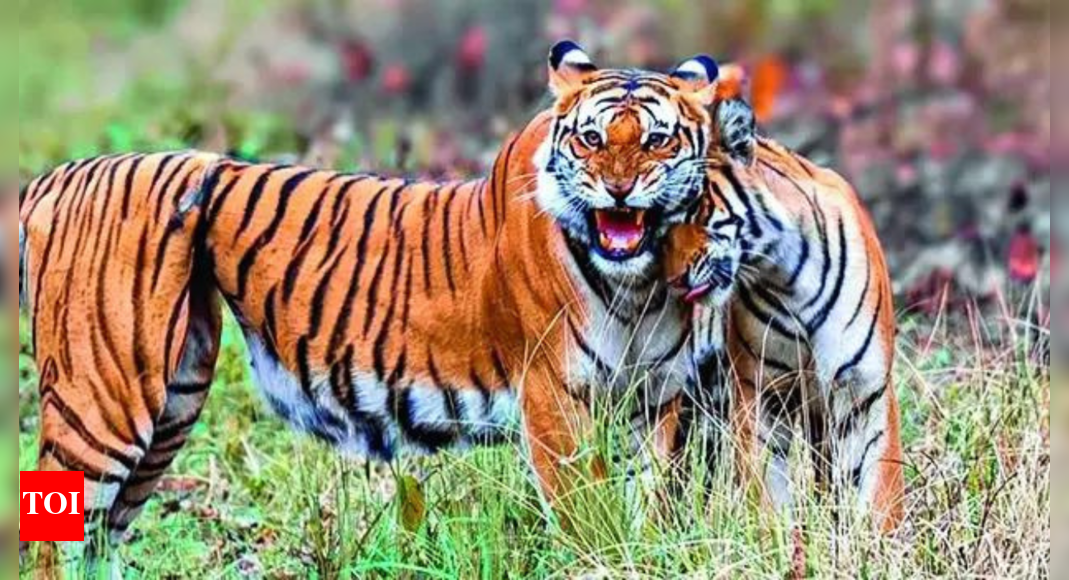 Tigress survives years with snare knotted around stomach, raises healthy cubs | India News