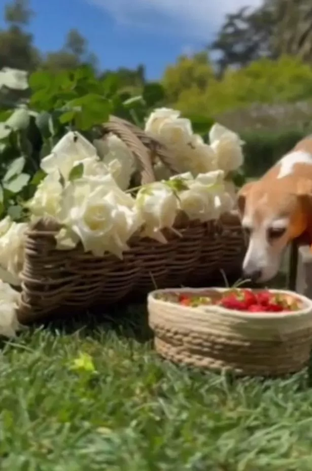 Meghan Markle's dog in the garden