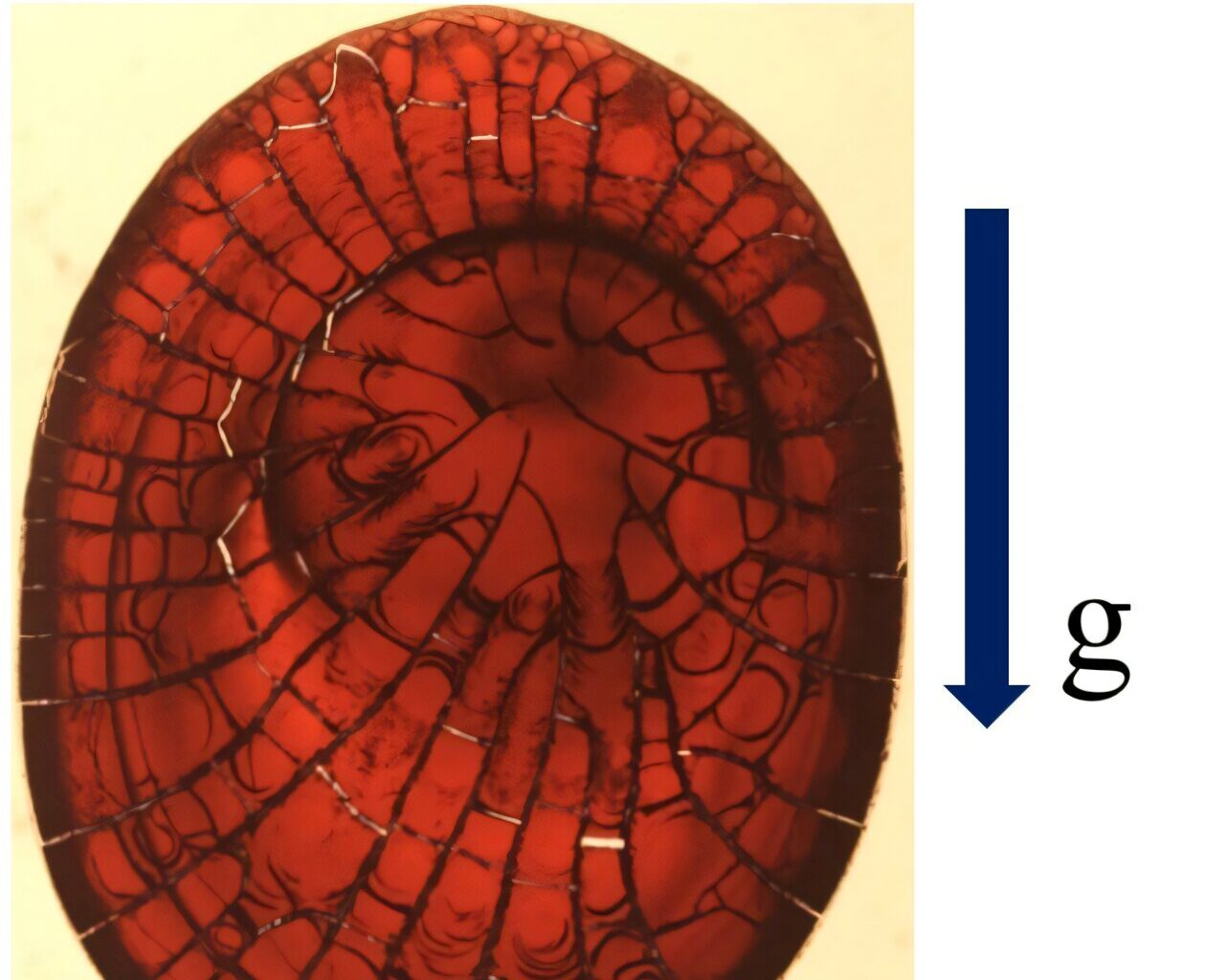 Blood droplets on inclined surfaces reveal new cracking patterns
