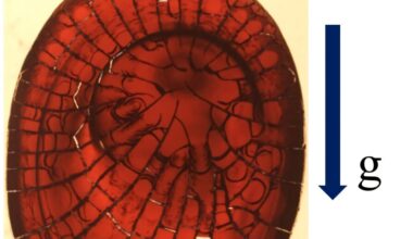 Blood droplets on inclined surfaces reveal new cracking patterns