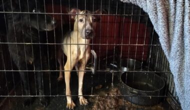 Woman starved three dogs at Glasgow home as animals found 'terrified'