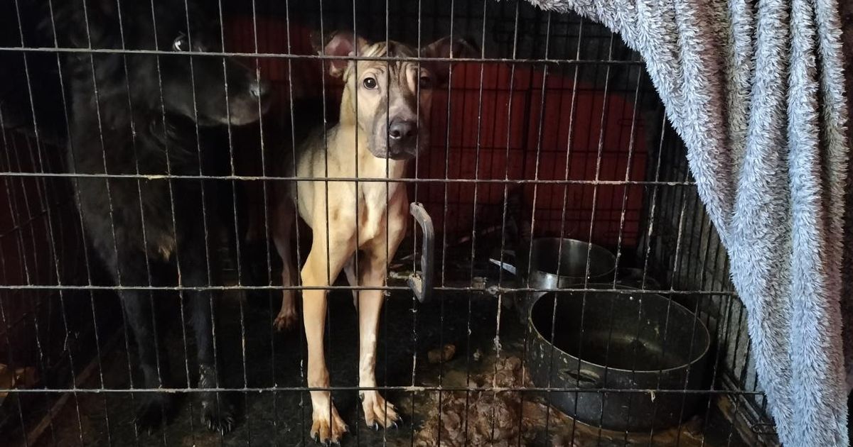 Woman starved three dogs at Glasgow home as animals found 'terrified'