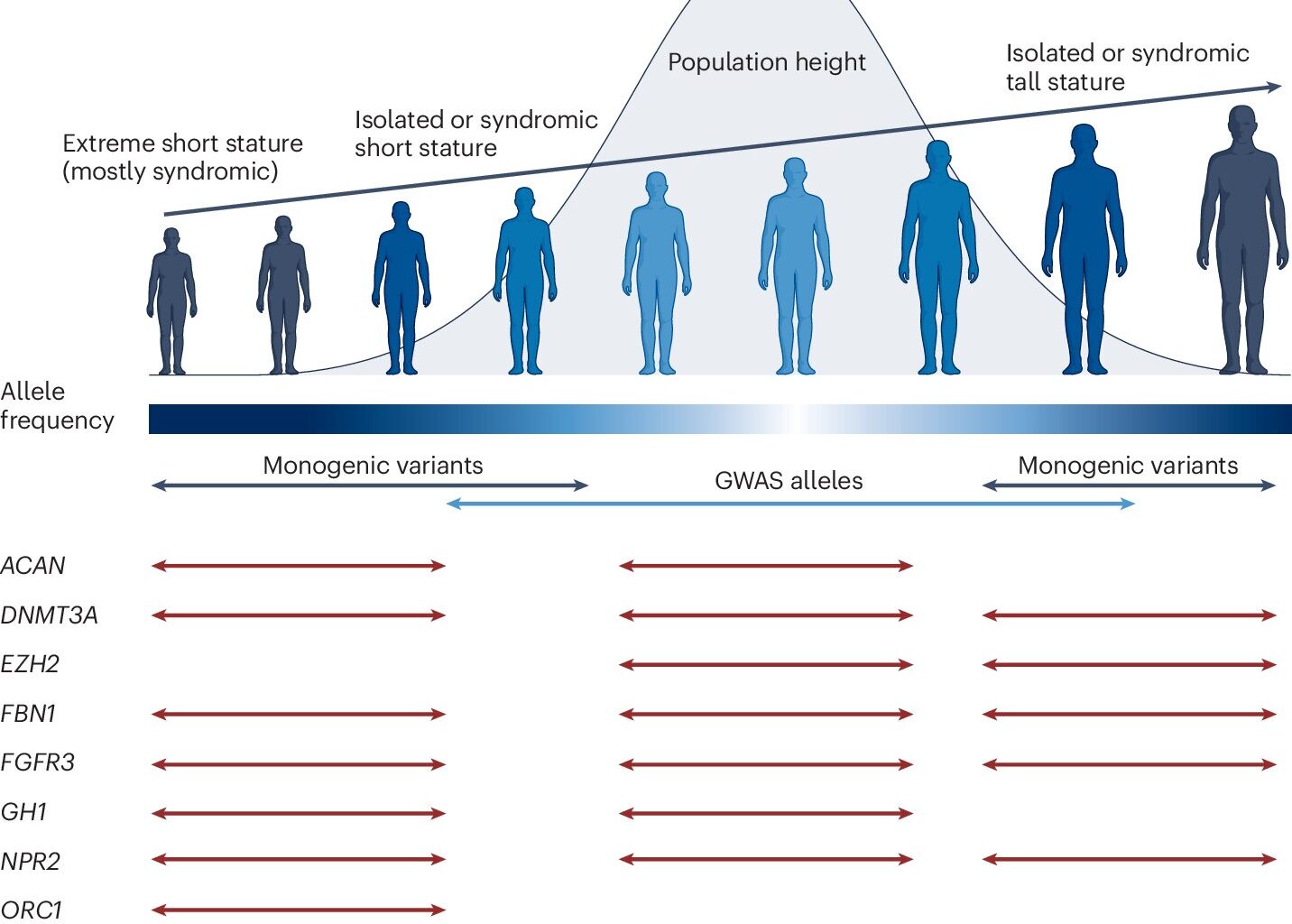 Genetic factors highlight the many ways health and height are linked