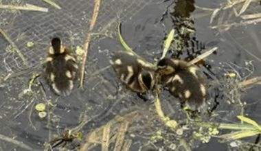 Scottish Canals issue warning as ducklings swim through rubbish-strewn water