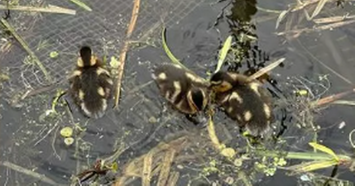 Scottish Canals issue warning as ducklings swim through rubbish-strewn water