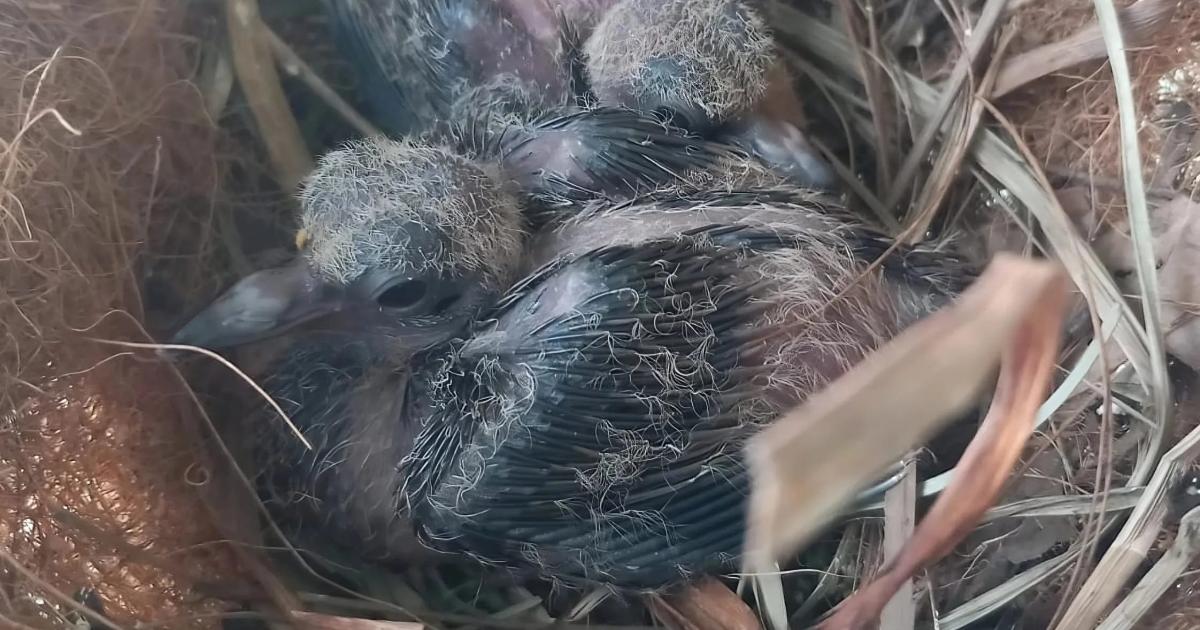 London Zoo celebrates hatching of three eggs from extinct-in-wild dove species