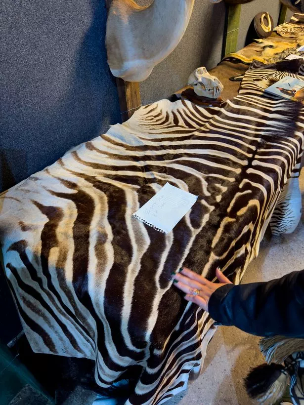 zebra skin