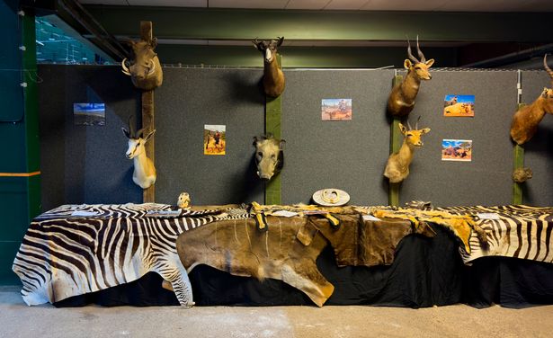 animal heads and skins on stall