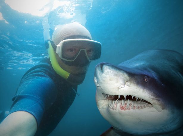 Tourists who take selfies with sharks provoke the creatures, experts say