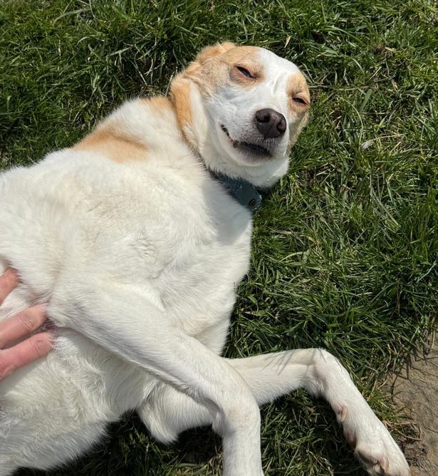 Adorable white dog
