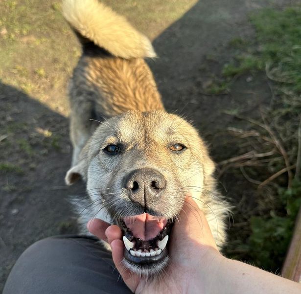 Dog smiling and being petted