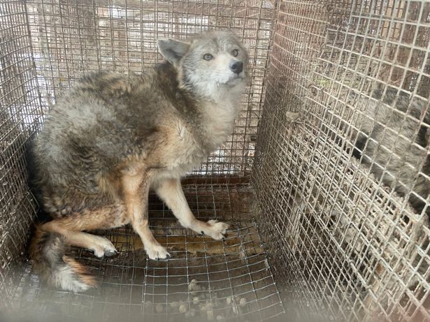animal in cage