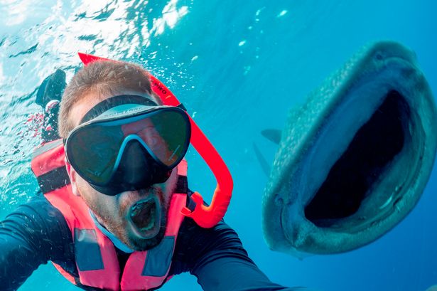 A swimmer poses with a whale shark off the coast of Isla Mujeres in Mexico