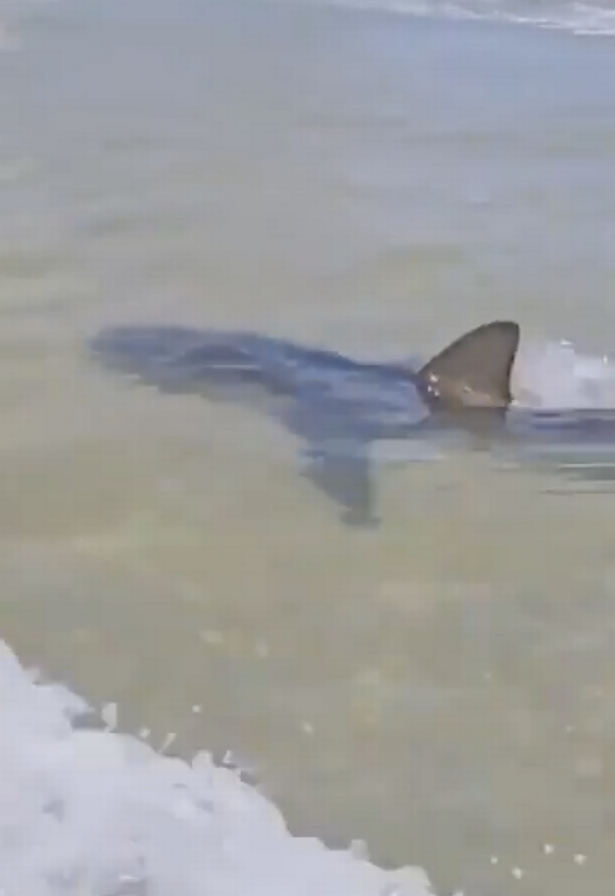 Shark
