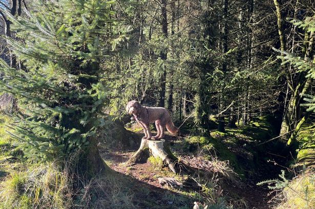 A view of East Harptree Woods, an ideal spot for a dog walk