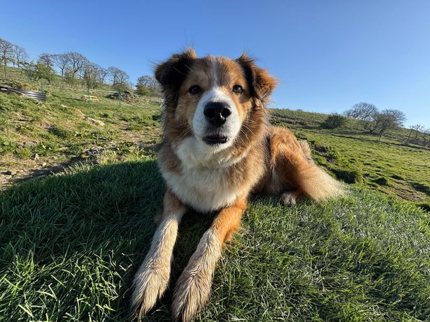 Cute dog laying on a field