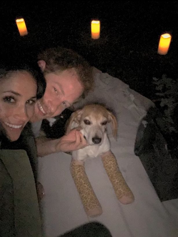 Meghan's dog Guy joined in with the proposal