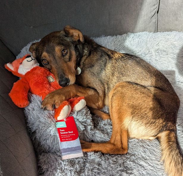 Adorable dog cuddled up on a bed